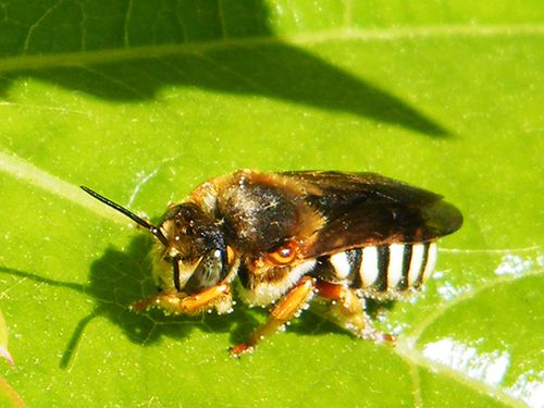 megachilidae-genre-anthidium-oblongatum-30.04.JPG