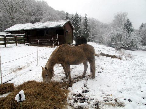 25-janv.-2010_Cri_0056.jpg
