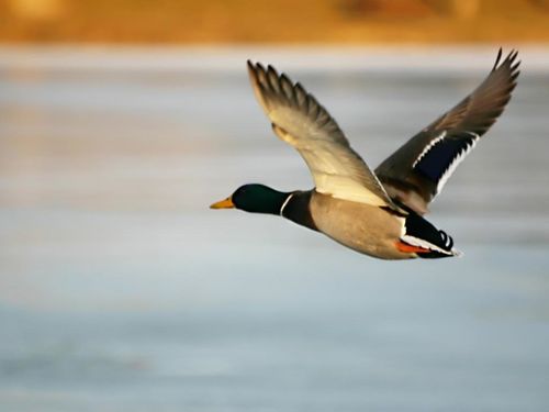 oiseau-canadeche-03.jpg