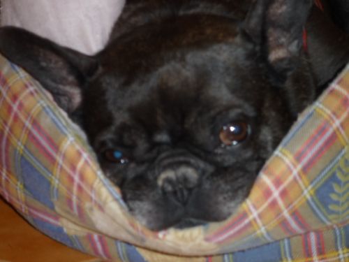 Bouledogue français : la sieste !