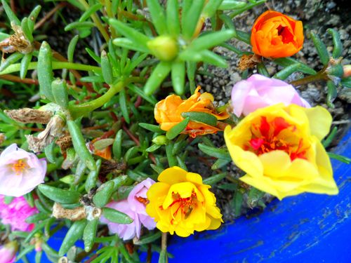 moss-roses.jpg