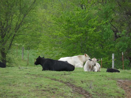 Maternite-bovine.jpg