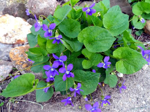 mes-violettes.jpg