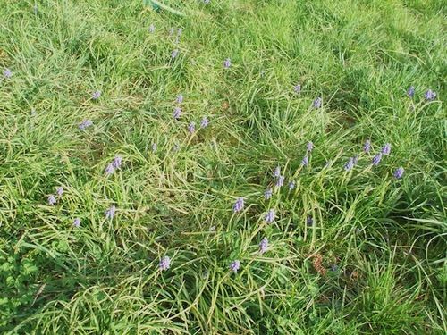 muscari.JPG