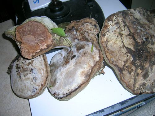 DSCN9328.JPG
