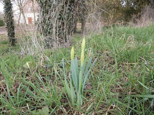 boutons de jonquilles - reduc