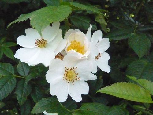 eglantine-blanche-nature1.jpg