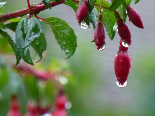 fuchsia-goutte_2---reduc1.JPG