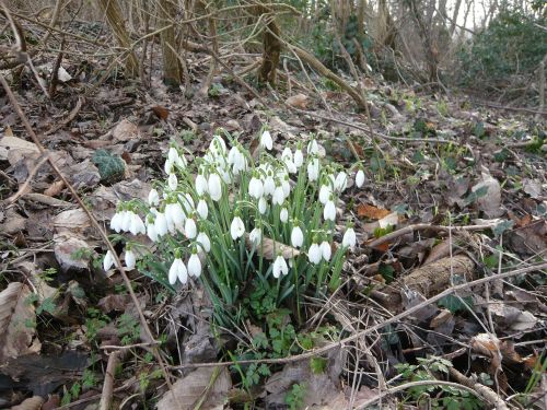 perce-neige - reduc