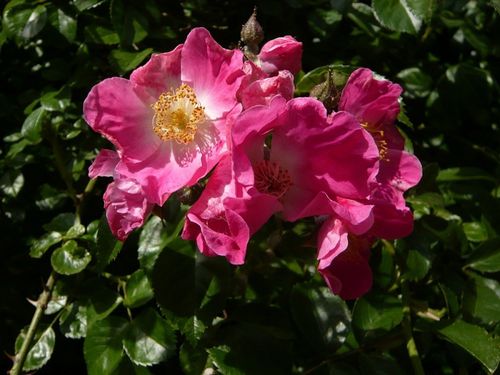 roses-anciennes---reduc1.JPG