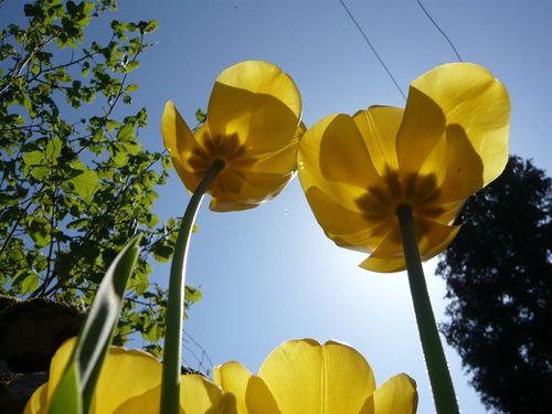 tulipes d'en bas jaunes - reduc1