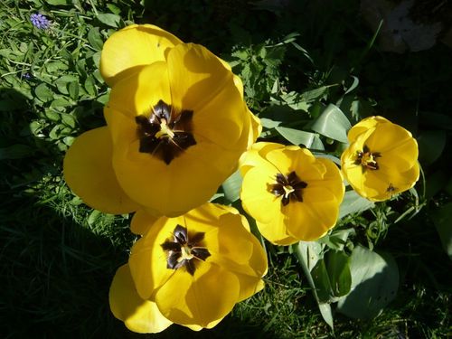 tulipes d'en haut jaunes - reduc1