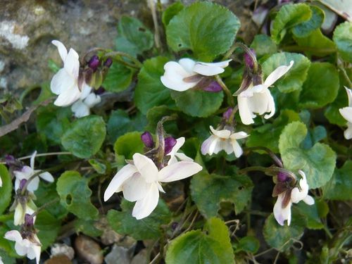 violettes blanches - reduc1