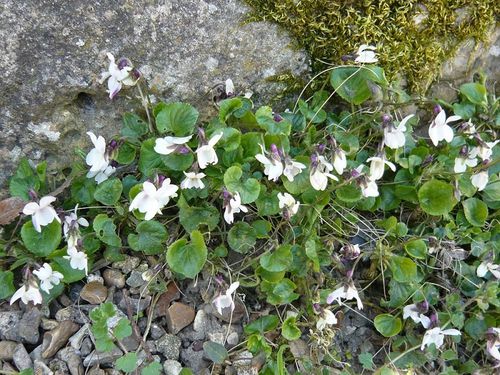 violettes blanches2 - reduc1