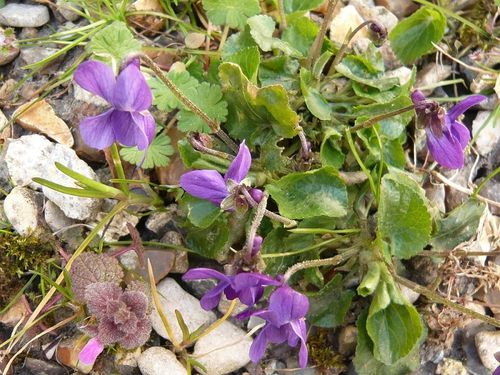 violettes mauves - reduc1