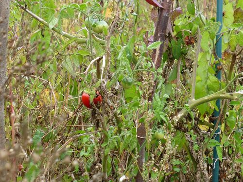 parmi-les-herbes-folles---reduc1.JPG