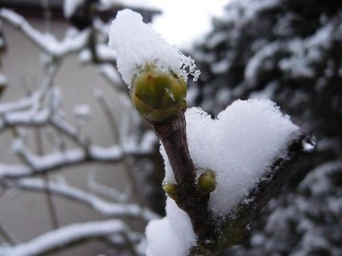 bourgeon de lilas et coeur de neige - reduc1