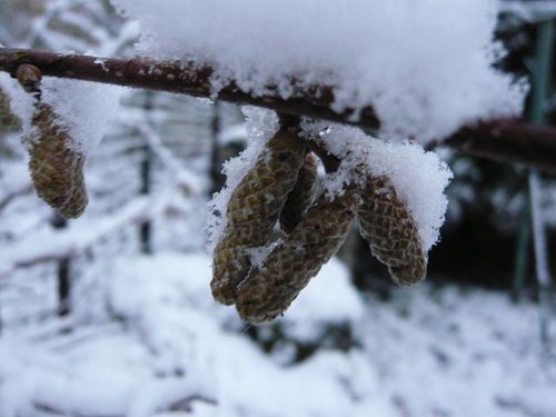 chatons-de-noisetier-sous-la-neige---reduc1.JPG
