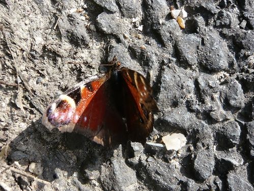 papillon mal en point - reduc