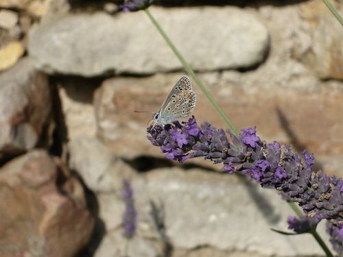 papillon-sur-lavande---reduc1.JPG