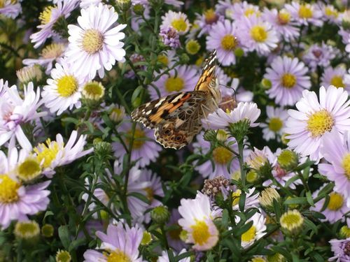 papillon2909 - reduc1