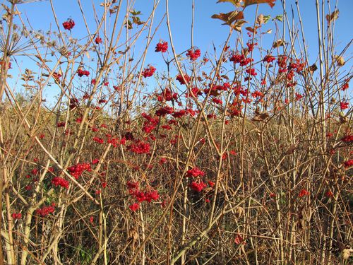 rote Beeren