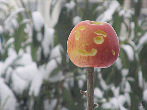 Gefrorener-Apfel.jpg