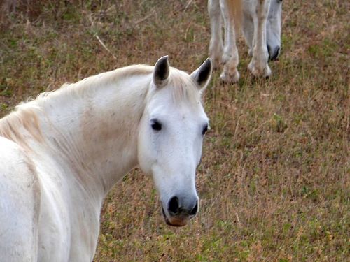 cheval-2r.jpg