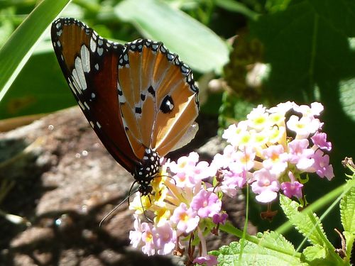 papillons Lokaro (4)