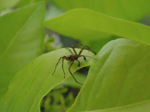 araignée ptelea patte avant