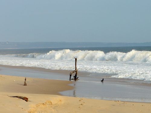 tchissanga-plage-arbre