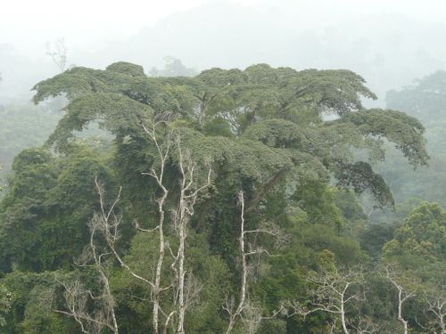 ravin-arbre-RN1