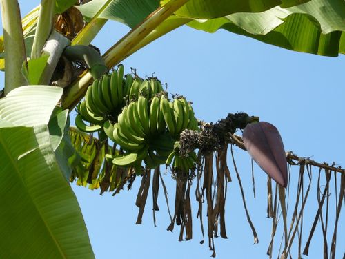 banane-dessert-kayo