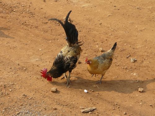 dolisie-hotel-coq