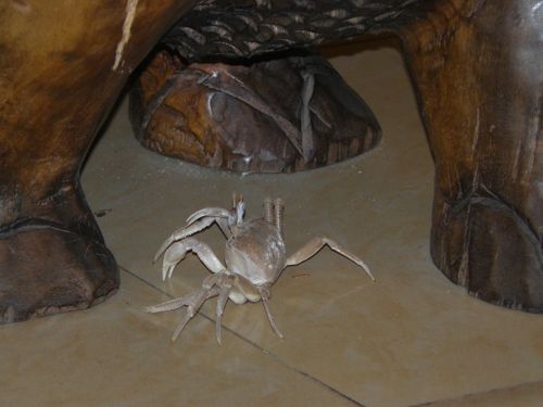 hotel-crabe-hall