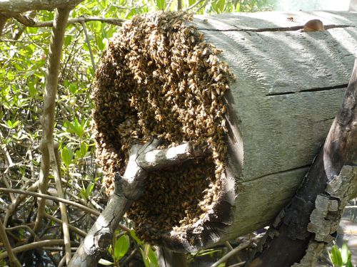 34-14 Les abeilles se réfugient hors de la ruche