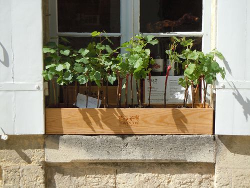 St-Emilion-14-juillet--2011-006.jpg