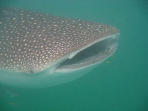whale shark mouth