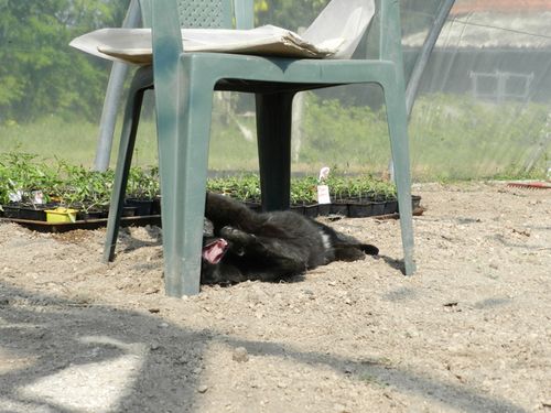 assistant jardinier 1