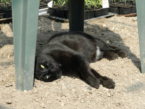 assistant-jardinier-2.JPG