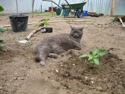 assistant-jardinier-3.JPG