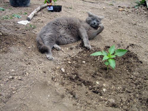 assistant-jardinier-4.JPG