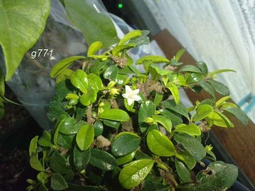Copie de P280210 11.400001