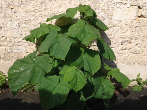 plante Rochelle