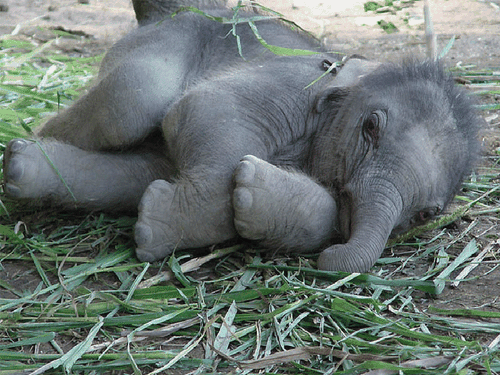 Eléphant