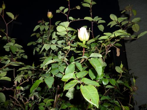 P1040065