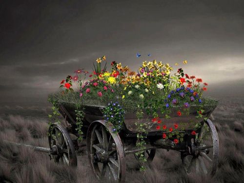 Fleurs--C.jpg