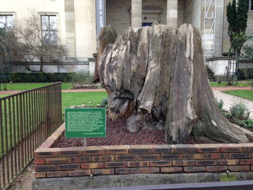 Jardin des plantes 1
