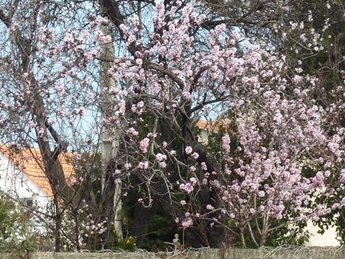 Arbre en fleur