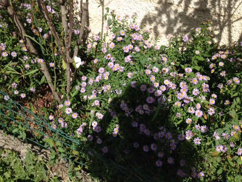 fLEURS 22 SZPTEMBRE CHEZ MAMAN